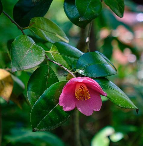 Beautiful Red Flower Of Japanese Camellia Stock Photo Image Of