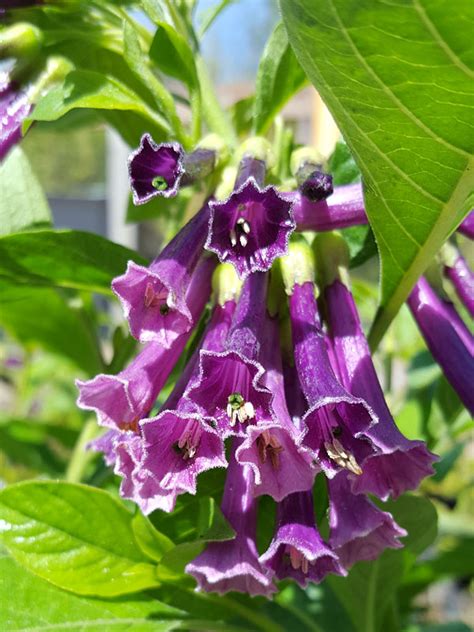 Vietfa 25 purple angel trumpet sẹẹds for plạnting. Indigo Mini Angel Trumpet Plant (iochroma cyanea) - Urban ...