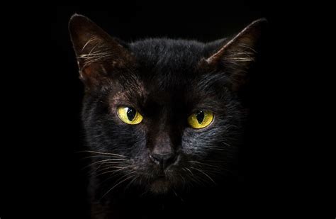 Famous Black Cat Names Female Top 75 Best Female Tuxedo Cat Names