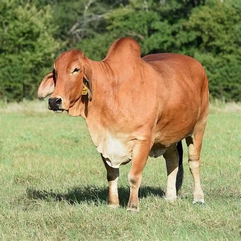 It was bred in the united states from 1885 from cattle originating in india, imported at various times from the united kingdom, from india and from brazil; Brahman cattle for sale in Texas, Red Brahman Bulls, Red Brahman Heifers