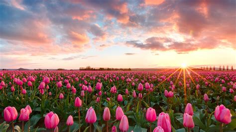 Pink Tulips Wallpaper And Background Image 1600x900 Id In Tulip Pink