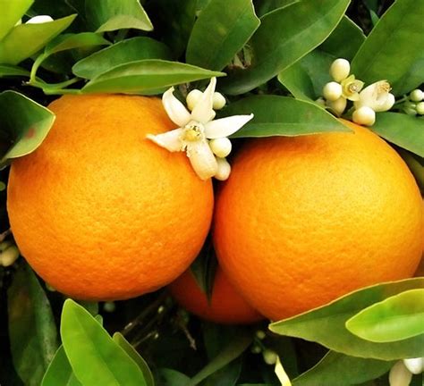 Satsuma Orange | Calloway's Nursery