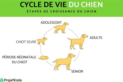 Cycle De Vie Du Chien Étapes De La Croissance Du Chien