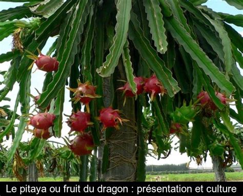 Le Pitaya Ou Fruit Du Dragon Présentation Et Culture