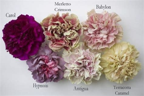 Carnation Colour Google Carnation Flower Carnations Flower Guide