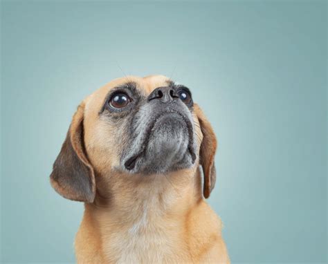 Everything You Need To Know About Puggles Breedexpert Simplifying