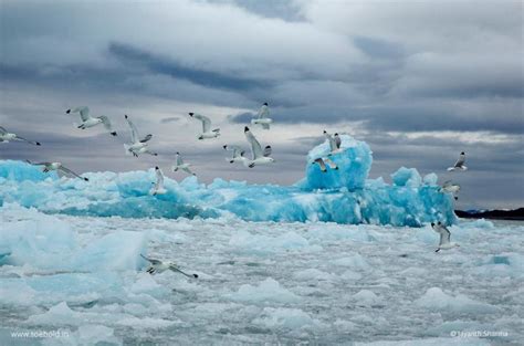 Temperature regulation is, perhaps, the most variable and the most noticeable form of homeostasis. Cayman Eco - Beyond Cayman How It Feels Living in a City ...