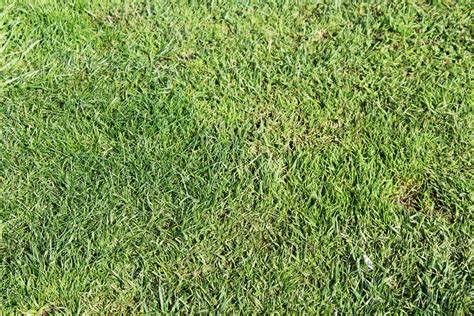 Free Stock Photo Of Grass Texture