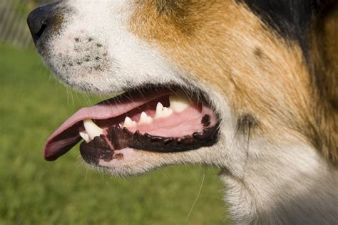 5 Ways To Maintain Your Pets Dental Health