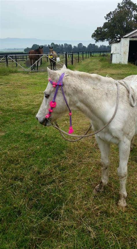 We did not find results for: Pink paracord and purple rope braided bridle | Horses ...
