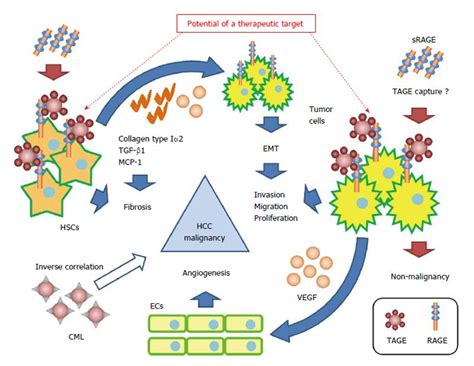 Abstract—advanced glycation end products (ages) are proteins or lipids that become glycated after exposure to sugars. Contribution of the toxic advanced glycation end-products ...