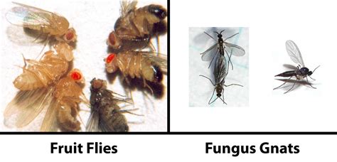 Fungus Gnats And Cannabis How To Identify And Get Rid Of It Quickly