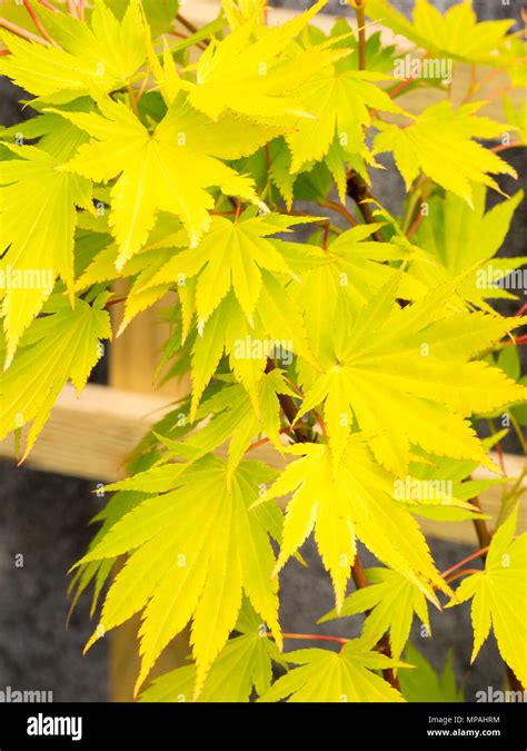 Yellow Japanese Maple Tree Hi Res Stock Photography And Images Alamy