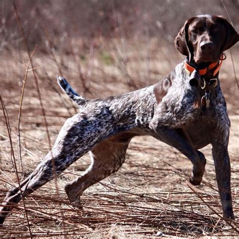 Pin By Chelsea Heiney On German Shorthair German Wirehair Pointers And