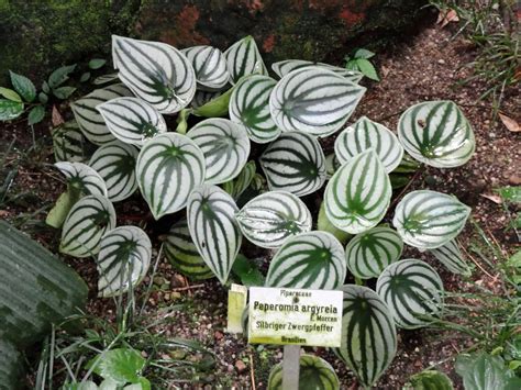 25 Types Of Peperomia That Make Great Houseplants The Green