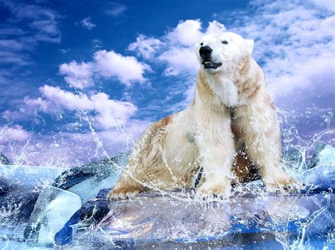 Animal Polar Bear Hd Wallpaper