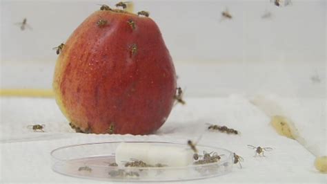 Fruit Fly Outbreak Declared In Adelaide Exclusion Zone Established For