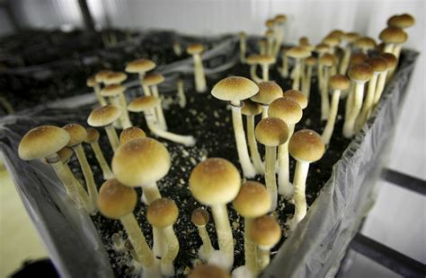 Magic Mushroom Drug Psilocybin Helps Cancer Patients Chill Out Nbc News