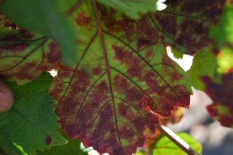 Grapevine Red Blotch Disease An Emerging And Widespread Menace The