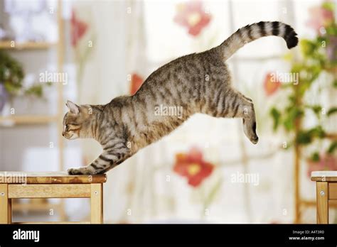 Domestic Cat Jumping Stock Photo 6351535 Alamy