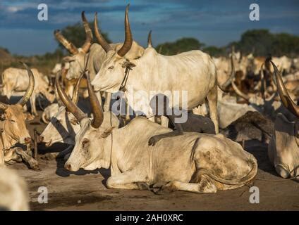 Mundari Stamm junge kümmert sich um langen Hörner Kühe in einem