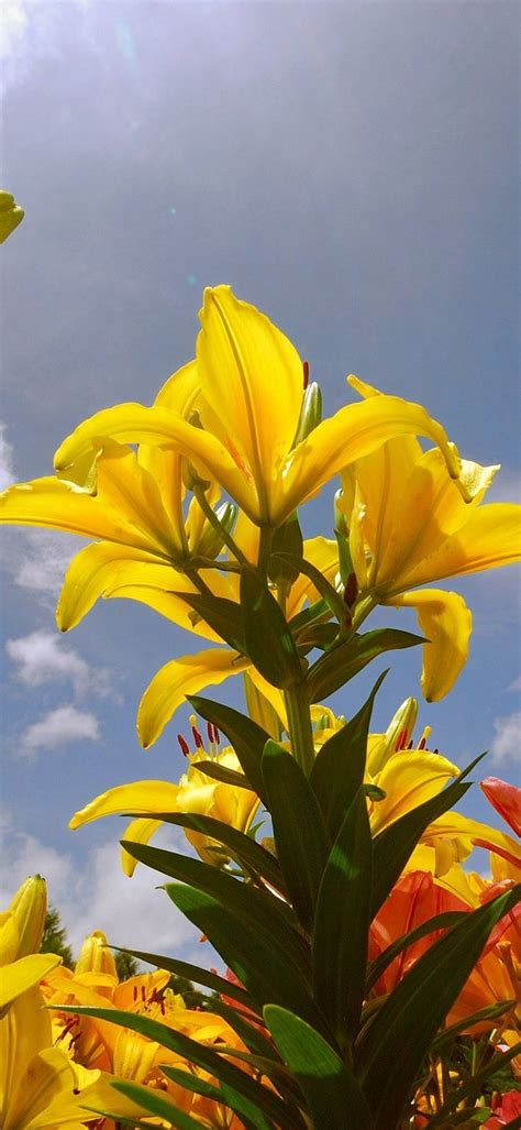 Lily Flowers 1080x2340