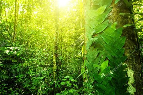 Natural tropical jungle — Stock Photo © szefei #155937648