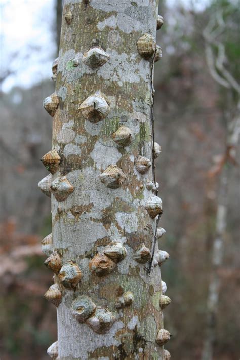 7 Trees That Attack Phillips Natural World 103