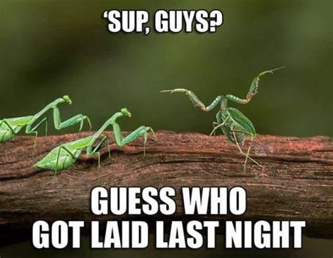 Insects Funny Posts Pictures And Gifs On Joyreactor