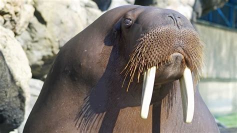 Six Flags Staff Mourning Passing Of Beloved Sivuqaq The Walrus Abc7