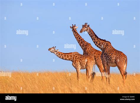 Jirafa Sabana Africana Masai Mara Fotos e Imágenes de stock Alamy