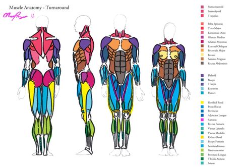 Pin Female Muscle Diagram And Definitions Jackis Blog On Pinterest