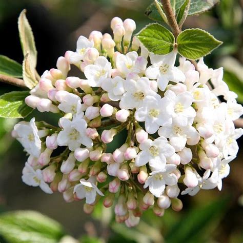 Viburnum Burkwoodii Sneeuwbal 40 60 Cm Pot