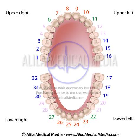 Alila Medical Media Universal Numbering System For Dental Notation