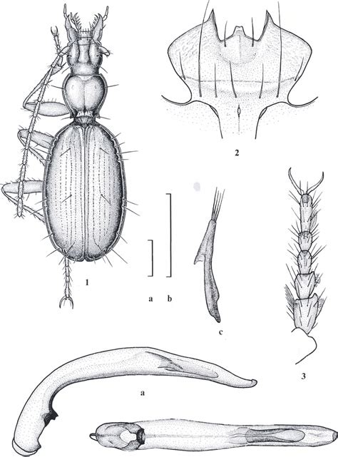 Duvalius Miroshnikovi Nsp 1 General Appearance 2 Submentum And