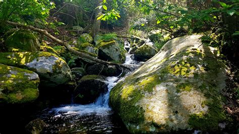 Nature Water River Stream Dappled Sunlight Green Moss Forest