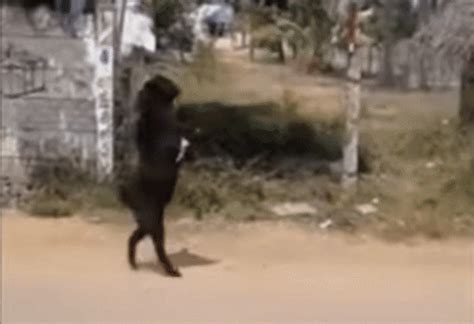 二足歩行でスタスタあるくヤギが目撃される（インド） タマちゃんの暇つぶし