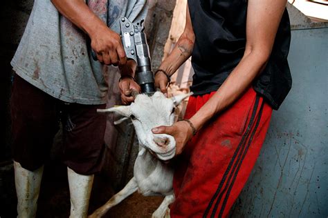 La Crueldad Contra Los Animales En Los Mataderos De México Documentada