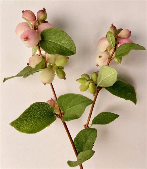 Snowberries Maturity Graduating Set Of 7 Veiner Botanically Correct