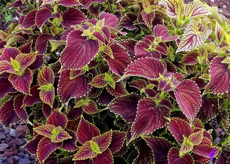 Coleus Garden Ready Plants Fasci Garden