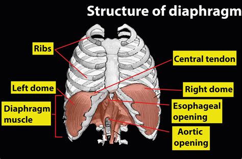 Describe In Brief The Functions Of Ribs And Diaphragm In Breathing