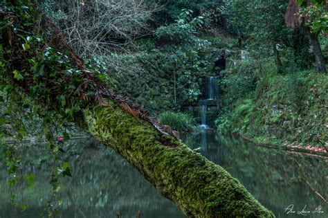 Buçaco Forest Portugal