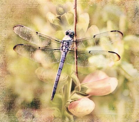 All Sizes Dragonfly Flickr Photo Sharing