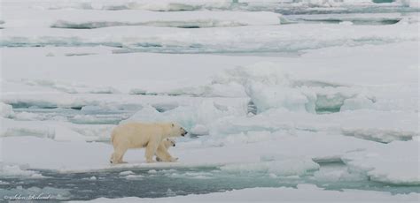 Ijsbeer Met Jong Polar Bear With Cub Roland Selen Flickr