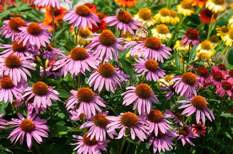 Top Native Plants For Your Michigan Garden