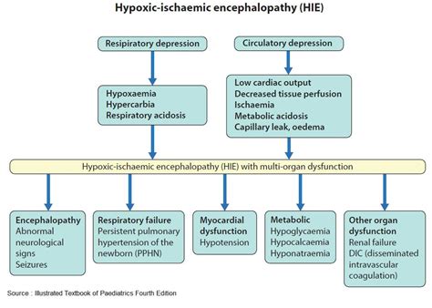 Hypoxic Ischemic Encephalopathy Pathophysiology