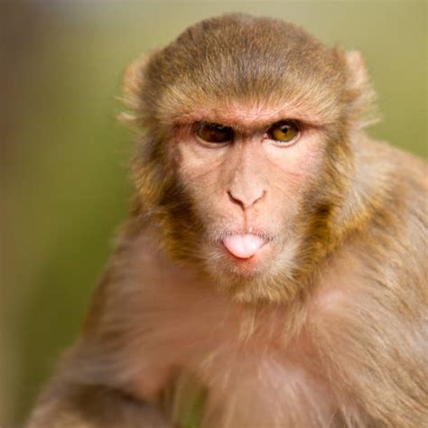 Best Monkey Sticking Out Tongue Stock Photos Pictures And Royalty Free