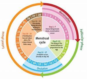 Health Project Now Menstrual Cycles And Your Fertile Days