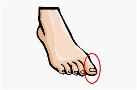 Toe Part Of Body Free Transparent Clipart Clipartkey