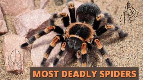 The 10 Most Dangerous Spiders In Australia